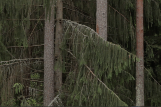 Still image from A Spring, the second part of the series of works